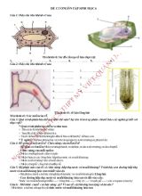 Đề cương ôn tập sinh học 6
